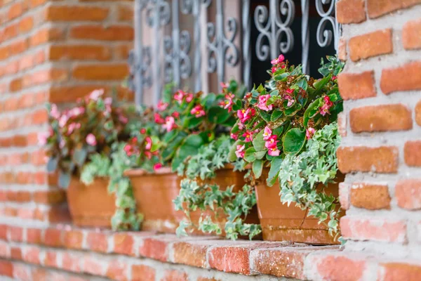 Pencere bahçesinde büyüyen güzel çiçekler