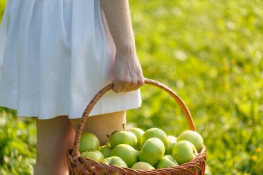Kadının elinde organik elma vintage sepetle closeup. Bahçe hasat. Yaz. açık havada. Büyük bir sepet meyve tutan kadın. Sağlıklı yaşam ve beslenme.