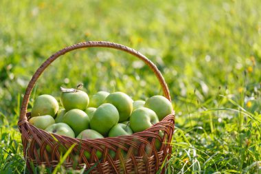 Çim zemin üzerine yeşil elma ile hasır sepet