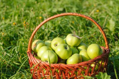 Organik elma sepeti, elma bahçesi, taze homegrown üretmek