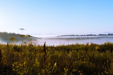 Yeni hasat edilmiş bir tarlada sabah sisi