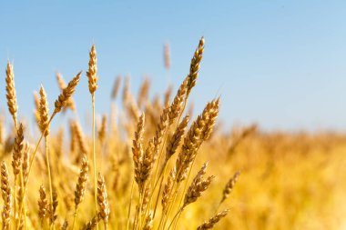 Buğday tarlası ve mavi gökyüzü