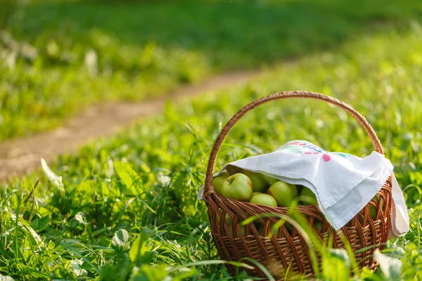 Grandes manzanas verdes maduras en una canasta de mimbre al final del verano a la luz del sol en la hierba verde en el jardín — Foto de Stock