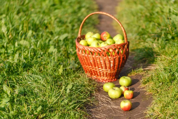 big baskets of apples on green garden background