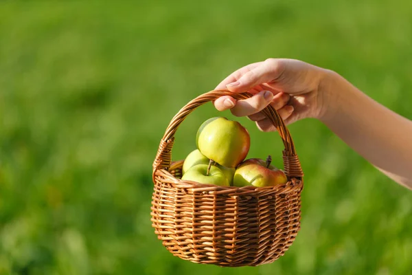 Niña sosteniendo cesta de manzanas — Foto de Stock