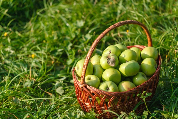 elma yeşil bahçe zemin üzerine büyük sepet