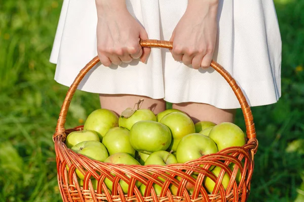 Kadının elinde organik elma vintage sepetle closeup. Bahçe hasat. Yaz. açık havada. Büyük bir sepet meyve tutan kadın. Sağlıklı yaşam ve beslenme.