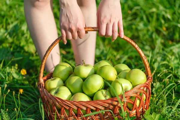 Çim zemin üzerine yeşil elma ile hasır sepet