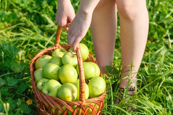 Sepette elma Antonovka