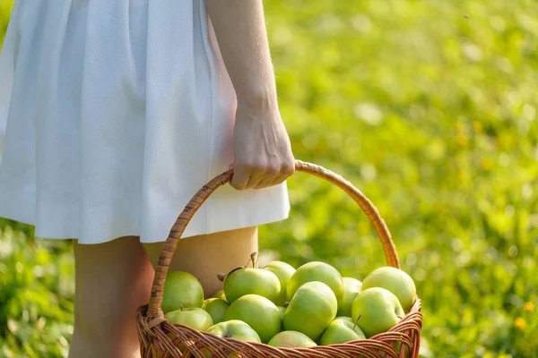 Kadının elinde organik elma vintage sepetle closeup. Bahçe hasat. Yaz. açık havada. Büyük bir sepet meyve tutan kadın. Sağlıklı yaşam ve beslenme.
