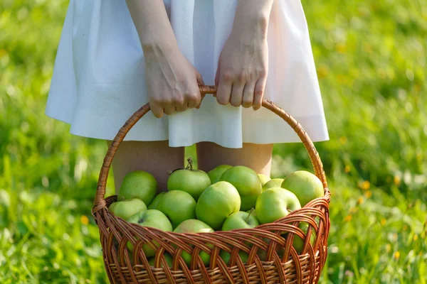 Kız elinde bir sepet elma hasat.