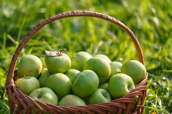big baskets of apples on green garden background