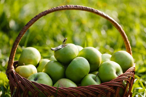 yeşil çim zemin üzerine bir sepet elma
