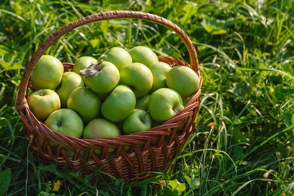 大筐苹果绿色的花园背景 — 图库照片