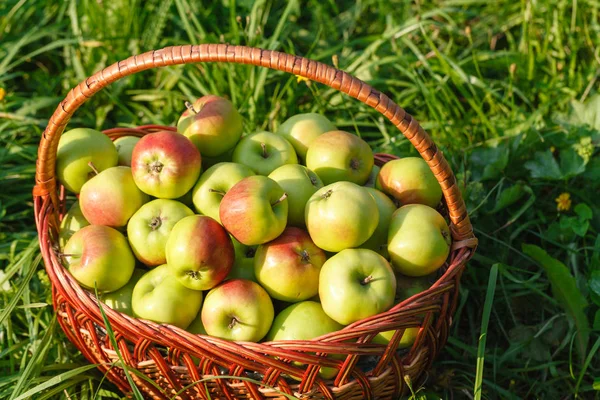 Sepette kırmızı elmalar