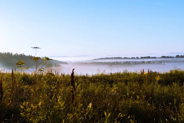Yeni hasat edilmiş bir tarlada sabah sisi