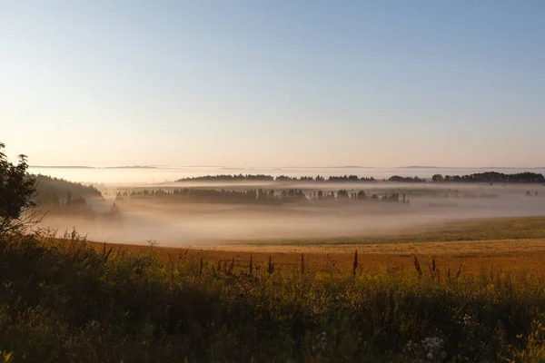 El campo de mayo en el sol y la niebla —  Fotos de Stock