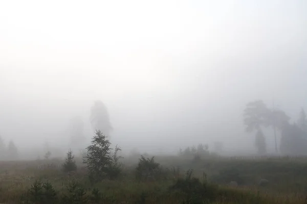 A árvore perto da estrada e o rio em uma névoa — Fotografia de Stock