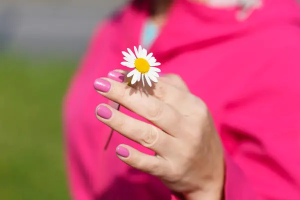 Manzanilla (margarita) flor en mano femenina. — Foto de Stock