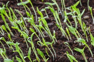 Closeup görünümü büyüme yeşil çimen