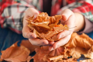 Sarı akçaağaç yaprakları tutmak el