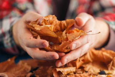 Erkek el ile oynarken yaprakları kuru 