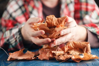 Sarı akçaağaç yaprakları tutmak el