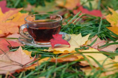 Park yeşillik üzerinde sıcak aromatik bitkisel çay