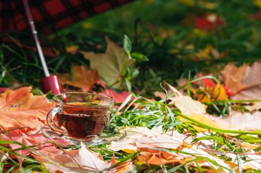 Pakk kırmızı akçaağaç yaprakları ile ile sonbahar picnik