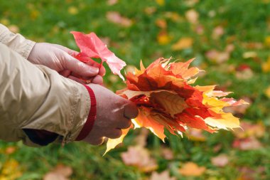 Kırmızı ve sarı akçaağaç yığını ile el bırakır