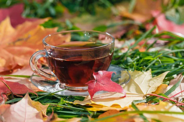 Yığın düşmek kırmızı akçaağaç yaprakları