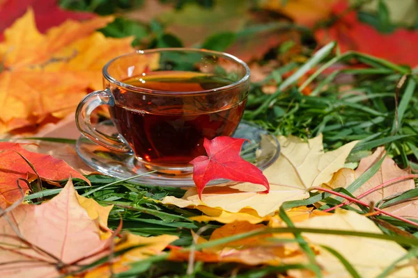 Park yeşillik üzerinde sıcak aromatik bitkisel çay