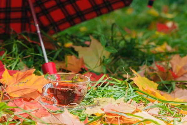 Yaprakları ve şemsiye ile sonbahar park