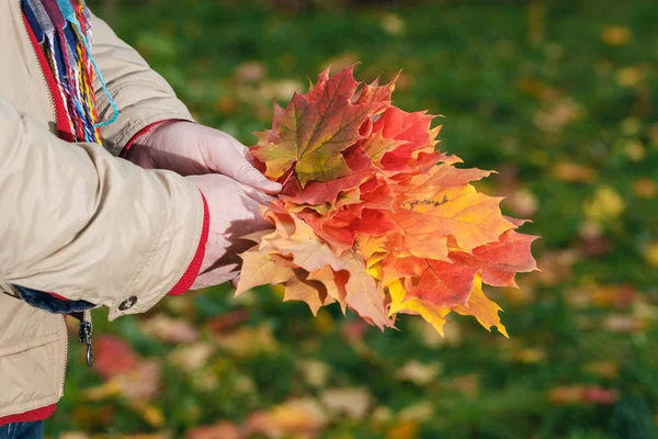 Kırmızı ve sarı akçaağaç yığını ile el bırakır