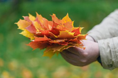 Kırmızı ve sarı akçaağaç yaprakları elinde