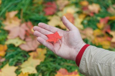 Kırmızı ve sarı akçaağaç yığını ile el bırakır