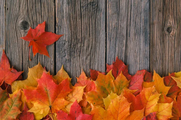 Kreativer Hintergrund aus Ahornblättern — Stockfoto