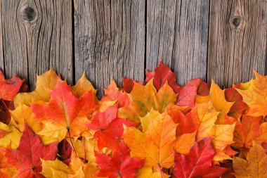 Sonbahar arka plan ile akçaağaç ahşap masa üzerinde bırakır