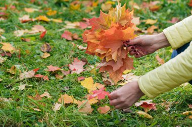 Sonbahar park ve toplamak brigth akçaağaç yaprağı kadın yürüyüş