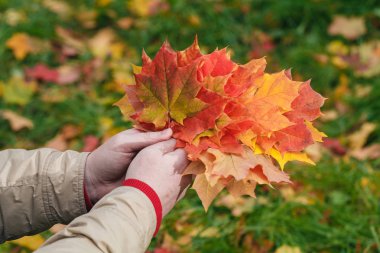 Ormanda elinde sonbahar kırmızı akçaağaç yaprakları