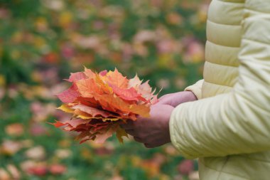 Kız parkta akçaağaç yaprakları sonbaharda toplar
