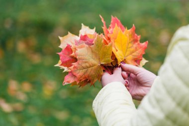 Kız parkta akçaağaç yaprakları sonbaharda toplar