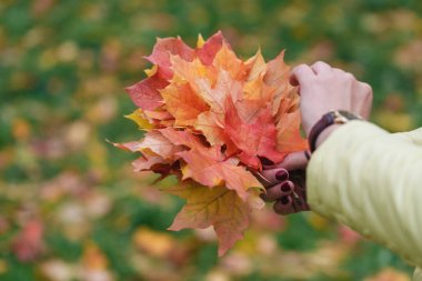 Malpe yaprakları sonbaharda parkta elinde