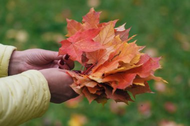 Yığın düşmek kırmızı akçaağaç yaprakları