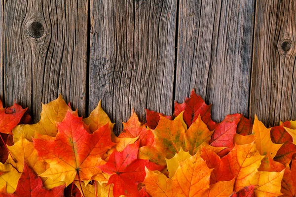 Foglie d'acero autunnale su tavola rustica — Foto Stock