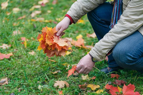 Autumn red maple leaves in hands in forest