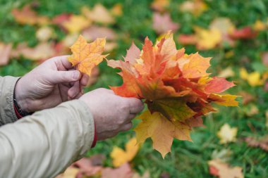 Kırmızı ve sarı akçaağaç yığını ile el bırakır