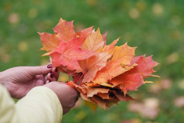 Kırmızı ve sarı akçaağaç yığını ile el bırakır