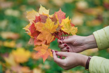 Kız parkta akçaağaç yaprakları sonbaharda toplar