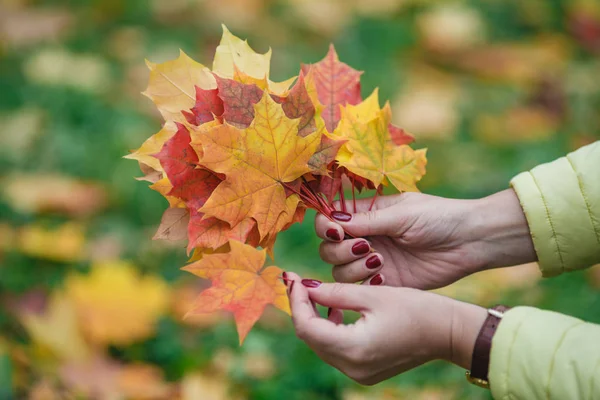 Kız parkta akçaağaç yaprakları sonbaharda toplar